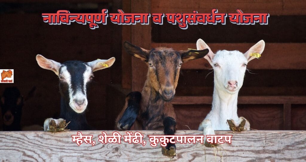 Navinya Purna Pashusavardhan Yojana: नाविन्यपूर्ण पशुसंवर्धन योजना! गाय म्हैस शेळी मेंढी पालनासाठी मिळणार 75 टक्के अनुदान! अधिक माहिती पहा. 2 Navinya Purna Pashusavardhan Yojana